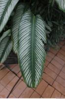 leaf tropical 0002